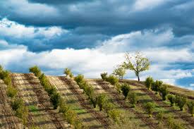 Image result for Hazel Grove