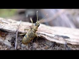 Attēlu rezultāti vaicājumam “Rhagium mordax”