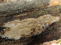 Attēlu rezultāti vaicājumam “Antrodia sinuosa”