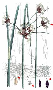 Attēlu rezultāti vaicājumam “Bolboschoenus maritimus”