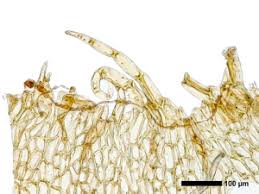 Attēlu rezultāti vaicājumam “Cephalozia loitlesbergeri”