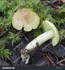 Attēlu rezultāti vaicājumam “Tricholoma flavovirens”