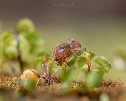 Attēlu rezultāti vaicājumam “Ptenothrix sp.”