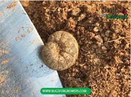 Attēlu rezultāti vaicājumam “Agelastica alni larva”