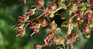 Attēlu rezultāti vaicājumam “Lythraceae”