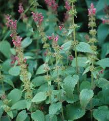 Attēlu rezultāti vaicājumam “Stachys sylvatica”