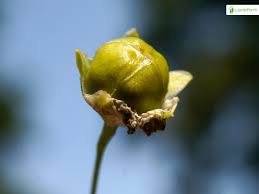 Attēlu rezultāti vaicājumam “Gypsophila fastigiata bud”