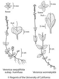 Attēlu rezultāti vaicājumam “Veronica serpyllifolia leaf”
