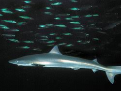 Image result for Galeorhinus galeus