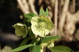 Attēlu rezultāti vaicājumam “Batrachium circinatum leaf”