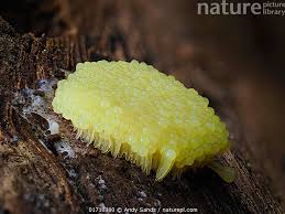 Attēlu rezultāti vaicājumam “Stemonitis flavogenita spores”