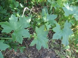 Attēlu rezultāti vaicājumam “Bryonia alba leaf”