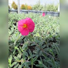Attēlu rezultāti vaicājumam “Helianthemum x hybridum flower”