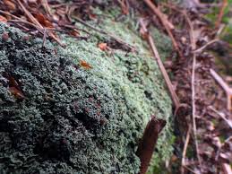 Attēlu rezultāti vaicājumam “Cladonia caespiticia”