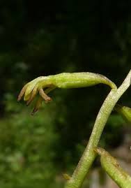 Attēlu rezultāti vaicājumam “Corallorhiza trifida fruit”