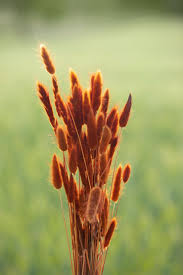 Attēlu rezultāti vaicājumam “Rumex obtusifolius flower”