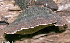 Attēlu rezultāti vaicājumam “Phellinus ferruginosus”