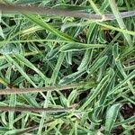 Attēlu rezultāti vaicājumam “Silene otites fruit”