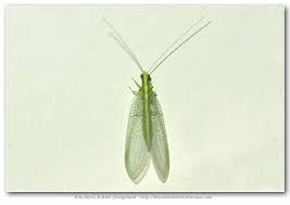 Attēlu rezultāti vaicājumam “Chrysopidae”