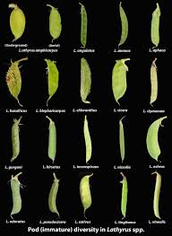 Attēlu rezultāti vaicājumam “Lathyrus pratensis fruit”