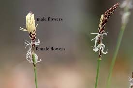 Attēlu rezultāti vaicājumam “Carex pseudocyperus male flower”