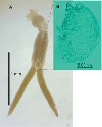 Attēlu rezultāti vaicājumam “Copepoda”