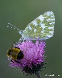 Attēlu rezultāti vaicājumam “Pontia edusa”