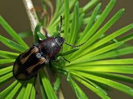 Attēlu rezultāti vaicājumam “Selatosomus cruciatus”