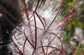 Image result for Weidenröschen