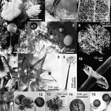 Attēlu rezultāti vaicājumam “Stemonitis flavogenita stalked”