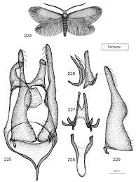 Attēlu rezultāti vaicājumam “Tischeria complanella larva”