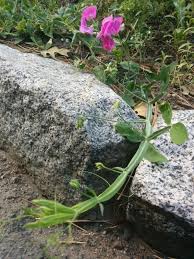 Attēlu rezultāti vaicājumam “Lathyrus latifolius flower”