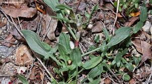 Attēlu rezultāti vaicājumam “Rumex acetosella leaf”