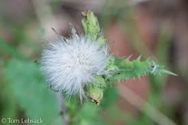 Attēlu rezultāti vaicājumam “Sonchus asper flower”