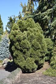 Attēlu rezultāti vaicājumam “Pinus sylvestris var. turfosa”