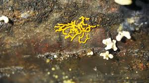 Attēlu rezultāti vaicājumam “Physarum virescens young”