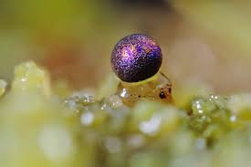 Attēlu rezultāti vaicājumam “Colloderma oculatum”