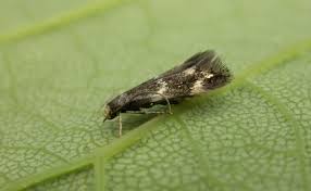 Attēlu rezultāti vaicājumam “Elachista maculicerusella”