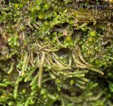 Attēlu rezultāti vaicājumam “Gymnostomum calcareum macro”