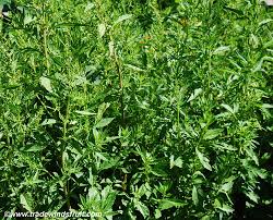 Image result for Chenopodium ambrosioides