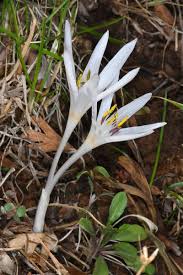 Attēlu rezultāti vaicājumam “Colchicum szovitsii subsp. szovitsii flower”