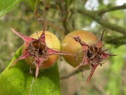 Attēlu rezultāti vaicājumam “Crataegus persimilis fruit”