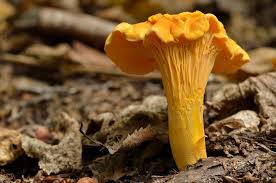 Attēlu rezultāti vaicājumam “Cantharellus cibarius”