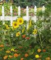 How to Grow a Flower Garden - Tips and Advice, Annual Flowers at ...