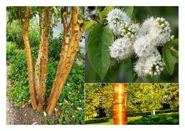 Attēlu rezultāti vaicājumam “Populus x petrowskyana”