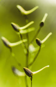Attēlu rezultāti vaicājumam “Consolida regalis bud”