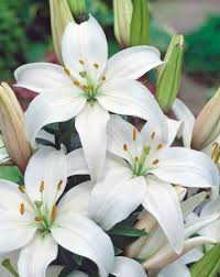 Image result for Lilie