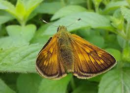 Attēlu rezultāti vaicājumam “Pyrrhocoris apterus nymph”