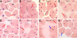 Attēlu rezultāti vaicājumam “Dianema depressum plasmodium”