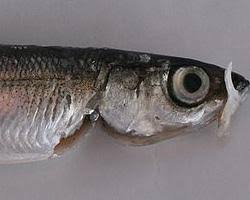 Image result for Coregonus albula